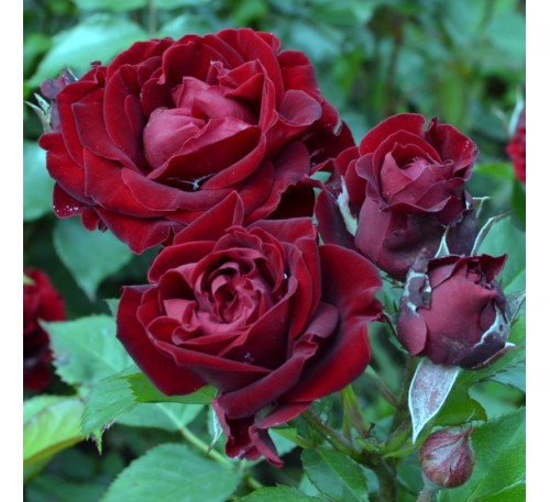 Роза Блэк Джек (Black Jack)